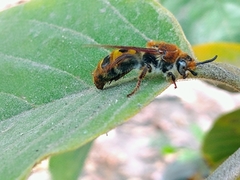 Xanthocampsomeris completa