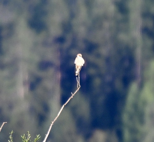 Red-footed Falcon (Falco vespertinus), photo 5