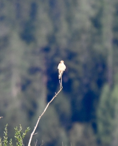 Red-footed Falcon (Falco vespertinus), photo 6