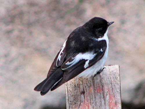 Semicollared Flycatcher, photo 5 of 9