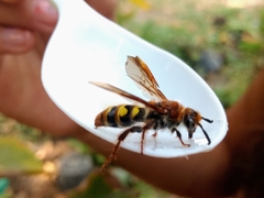 Xanthocampsomeris completa