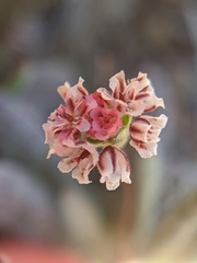 Eriogonum gracillimum