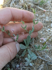 Eriogonum gracillimum