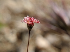 Eriogonum gracillimum