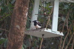 Cyanocorax cyanopogon