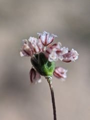 Eriogonum gracillimum
