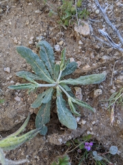 Eriogonum gracillimum
