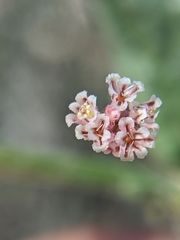 Eriogonum gracillimum