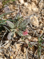Eriogonum gracillimum