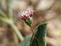 Eriogonum gracillimum