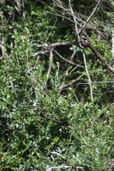 Hippobromus pauciflorus