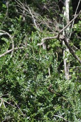 Hippobromus pauciflorus