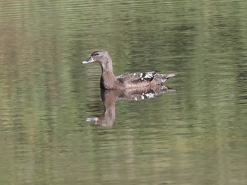 iNaturalist image