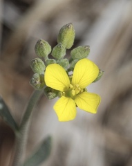 Physaria ovalifolia