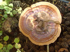 Ganoderma