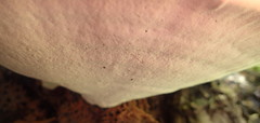 Ganoderma