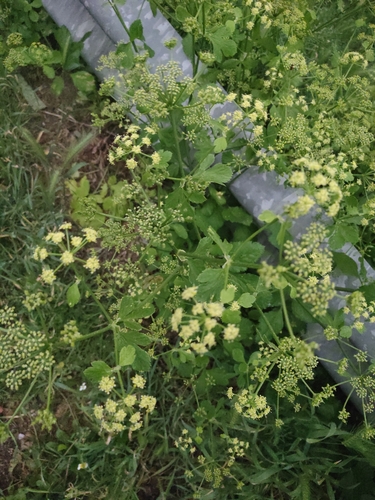 Alexanders