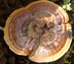 Ganoderma