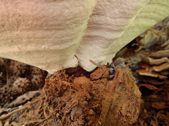 Ganoderma