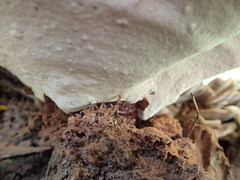 Ganoderma