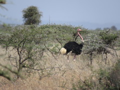 Struthio camelus massaicus
