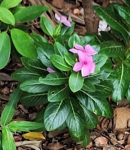 Madagascar Periwinkle