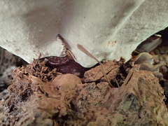 Ganoderma