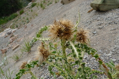 Cirsium hookerianum