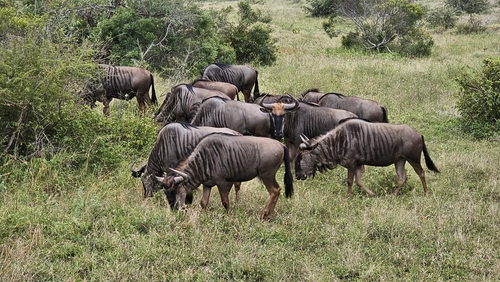 Common Wildebeest
