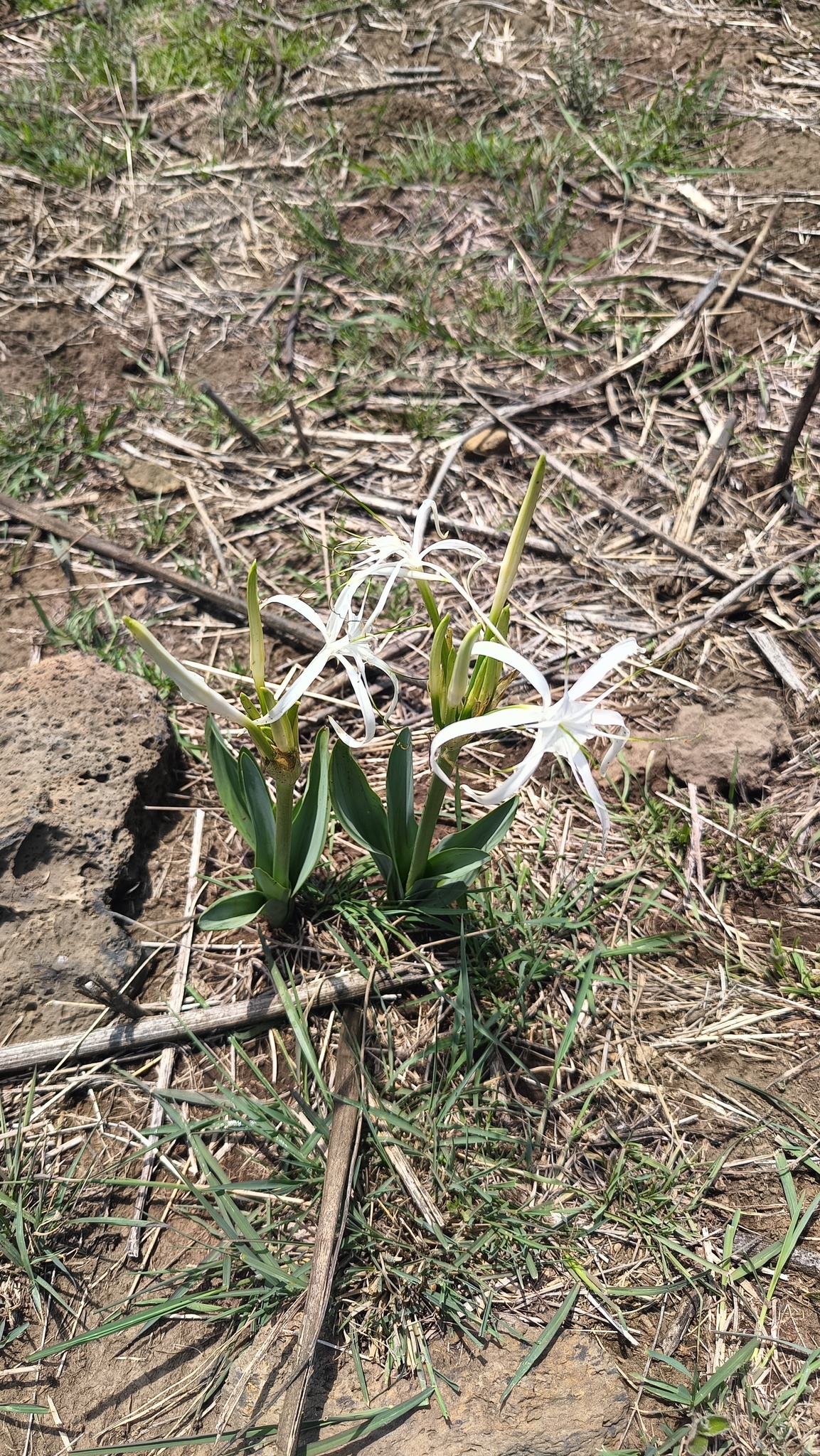 Peruvian daffodil