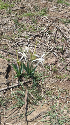 Hymenocallis harrisiana, photograph 4