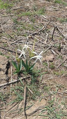 Hymenocallis harrisiana, photograph (c) Eduardo Manuel Quiroz Lozano, some rights reserved (CC BY)