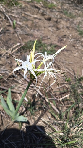 Hymenocallis harrisiana, photograph 5