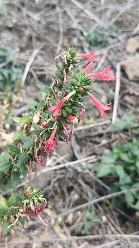Loeselia mexicana, photograph 5