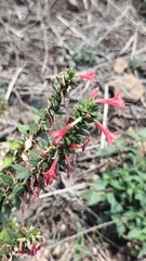 Loeselia mexicana, photograph (c) Eduardo Manuel Quiroz Lozano, some rights reserved (CC BY)