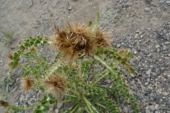 Cirsium hookerianum
