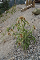 Cirsium hookerianum