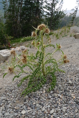 Cirsium hookerianum