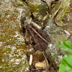 Incilius canaliferus