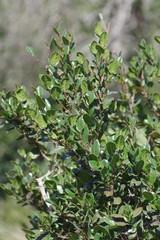 Diospyros scabrida