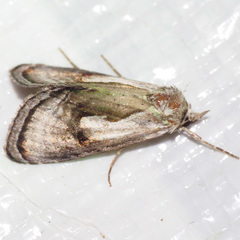 Chrysanympha formosa