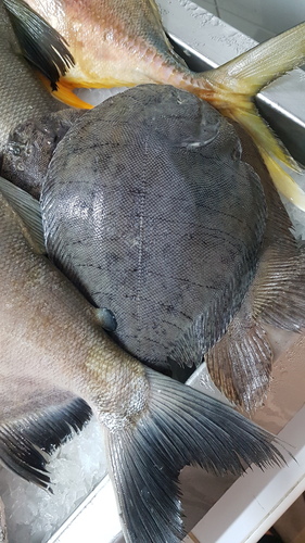 Drab sole (Achirus achirus) — Achiridae — 5