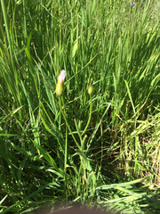 Calochortus catalinae