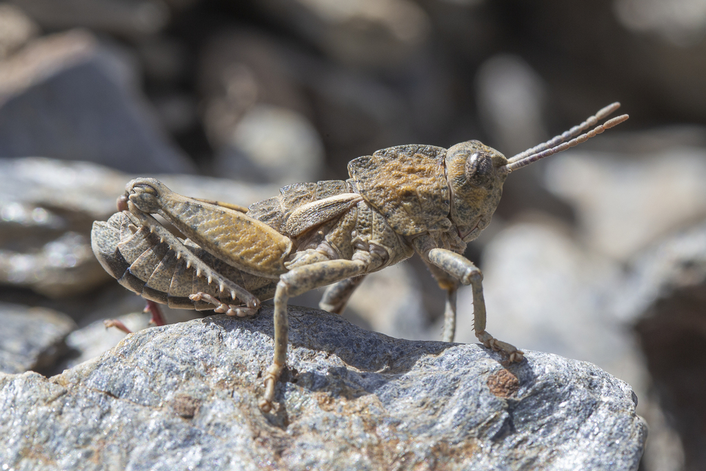 Mountain Stone Grasshopper
