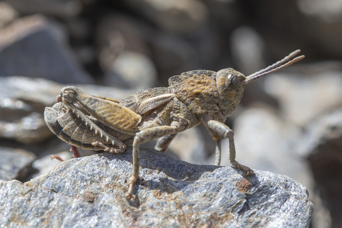 Mountain Stone Grasshopper