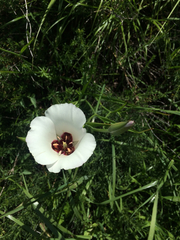 Calochortus catalinae