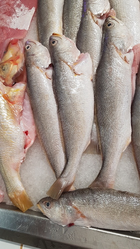 Smalltooth weakfish (Cynoscion steindachneri) — Sciaenidae — 2