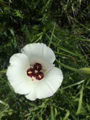 Calochortus catalinae
