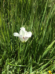 Calochortus catalinae