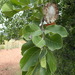 Largefruit Bushwillow - Photo (c) Nicola van Berkel, some rights reserved (CC BY-SA), uploaded by Nicola van Berkel
